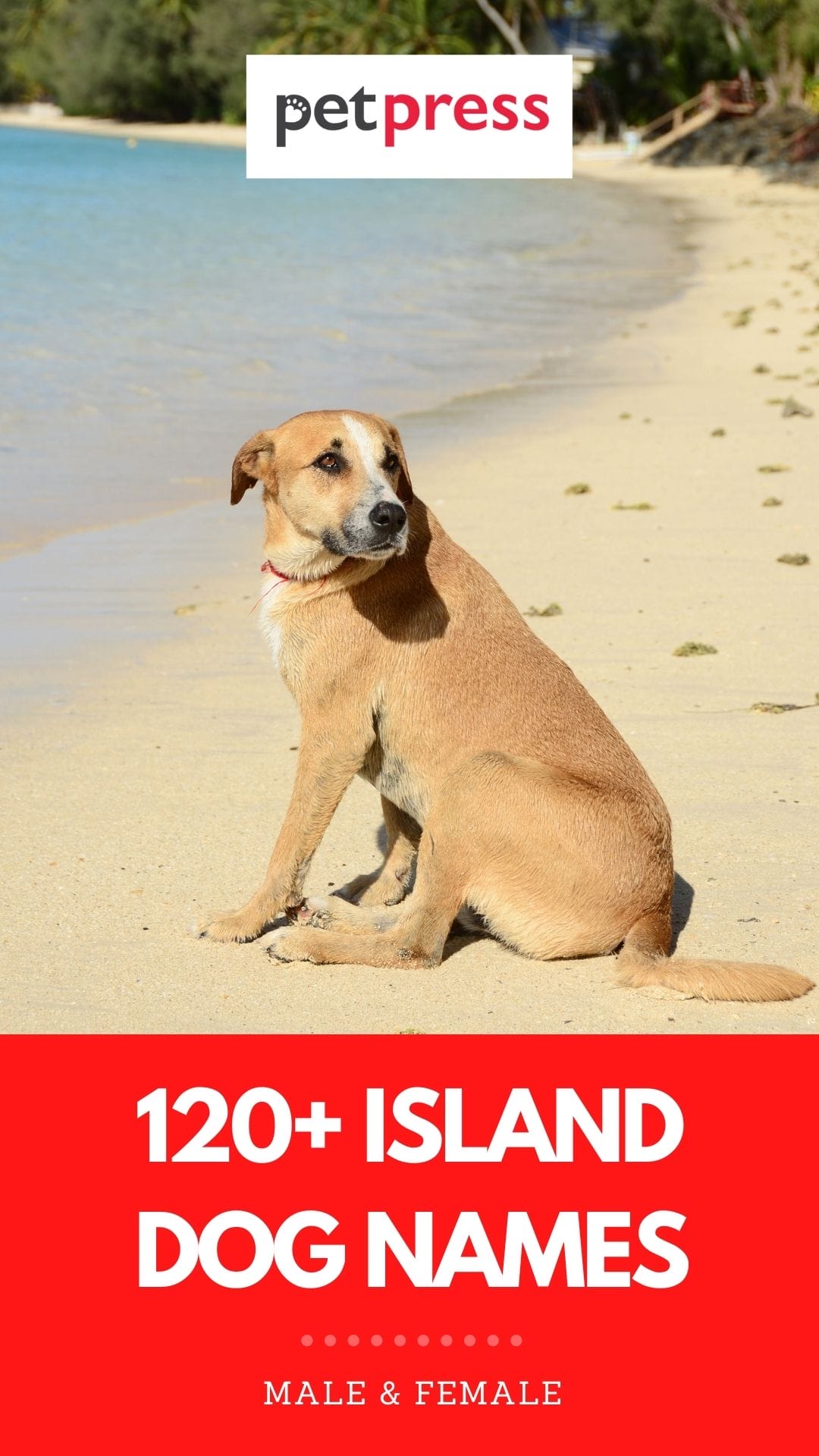 120-best-island-dog-names-names-inspired-by-islands-for-dogs