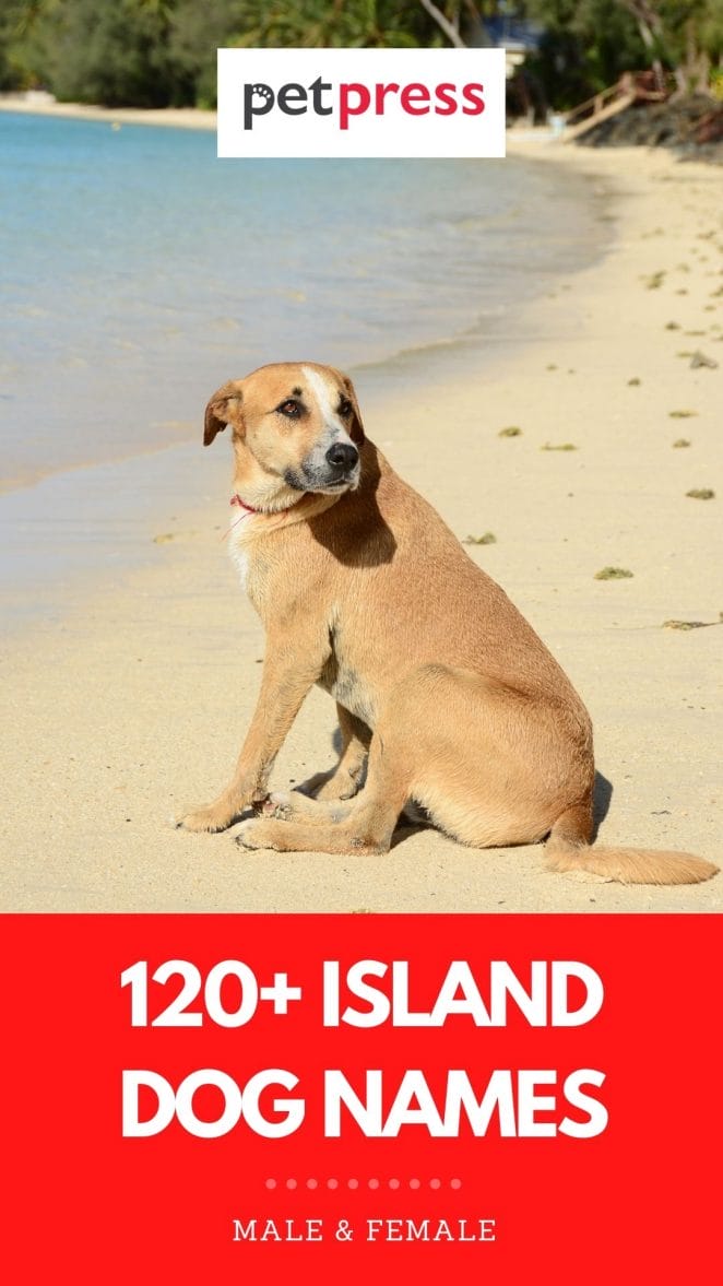 island dog names