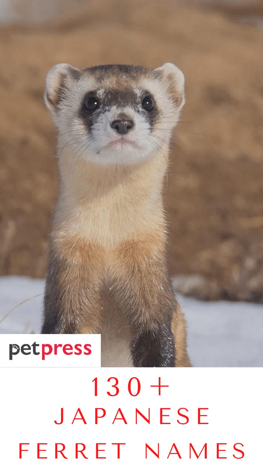 130+ Japanese Ferret Names Unique Name Ideas To Name Your Ferrets