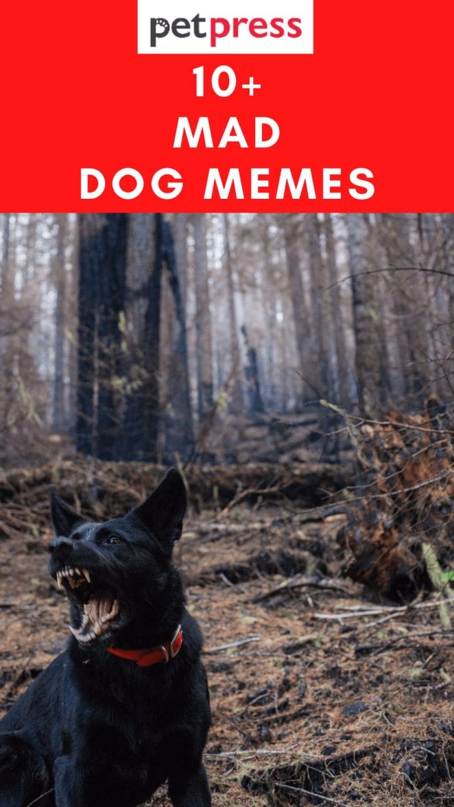 mad-dog-memes