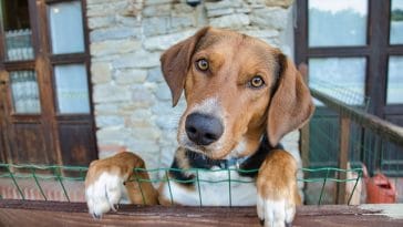 male-basketball-dog-names