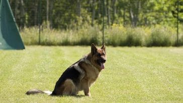 male-canadian-dog-names