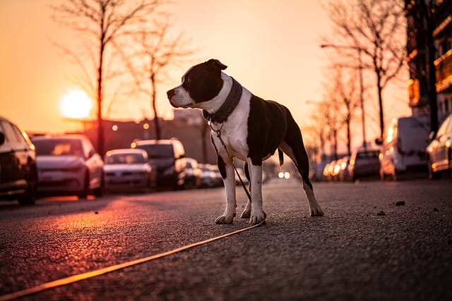 male-city-dog-names