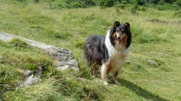 male-czech-dog-names