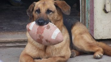 male-football-dog-names