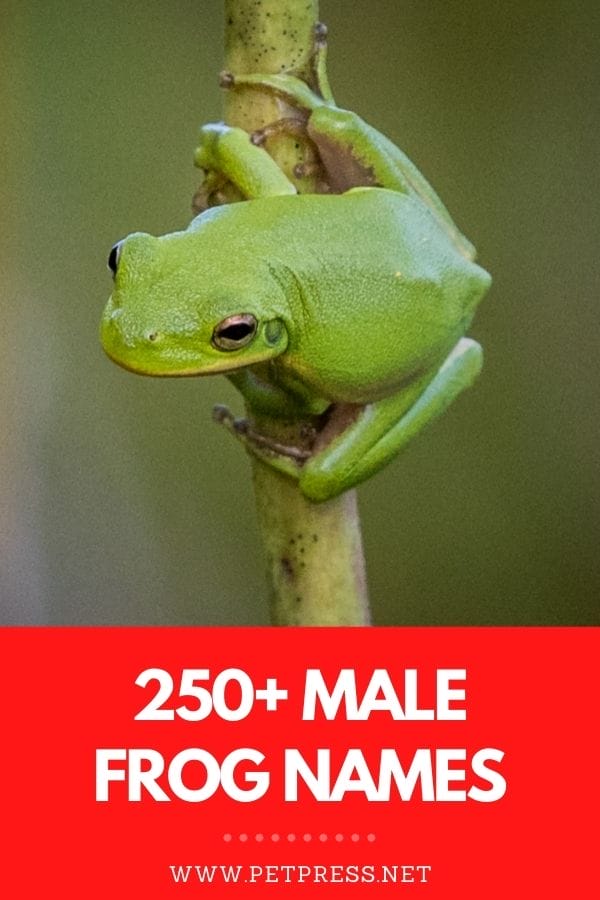 male frog names