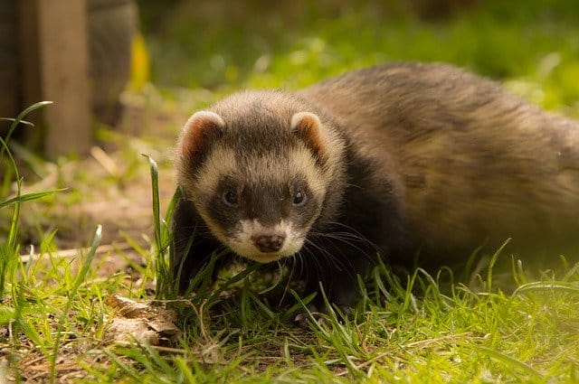 male-funny-ferret-names