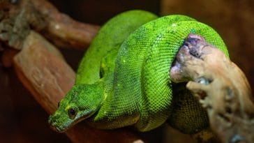 male-green-snake-names