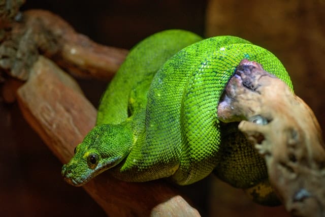 male-green-snake-names