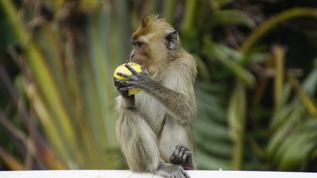 male-madagascar-monkey-names