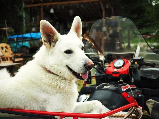 male-motorcycle-dog-names