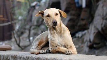 male-persian-dog-names