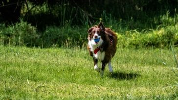 male-racing-dog-names