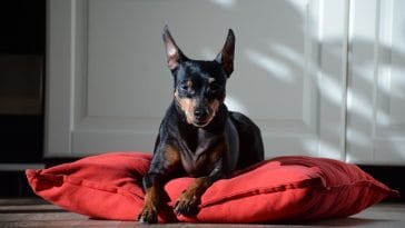 male-swahili-dog-names