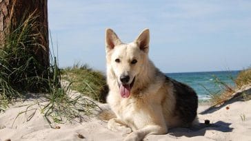 male-tennesse-dog-names