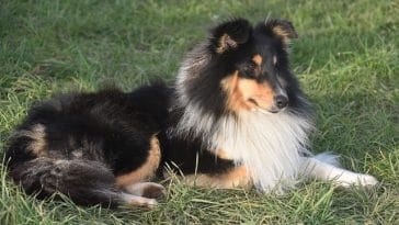 male-tri-color-dog-names