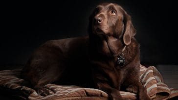 male-whiskey-dog-names