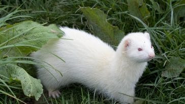male-white-ferret-names