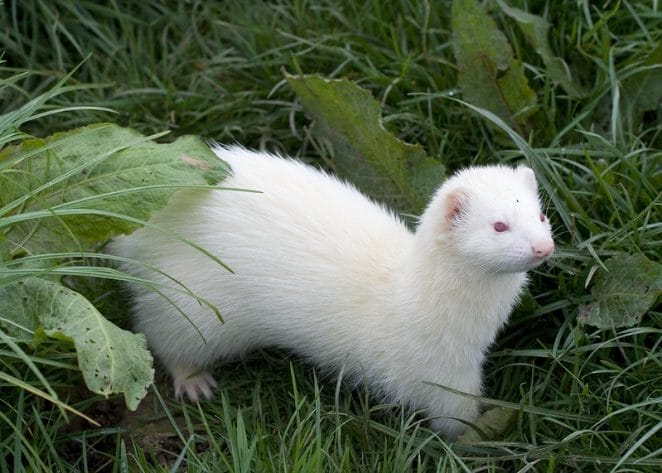 male-white-ferret-names
