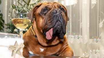 male-wine-dog-names