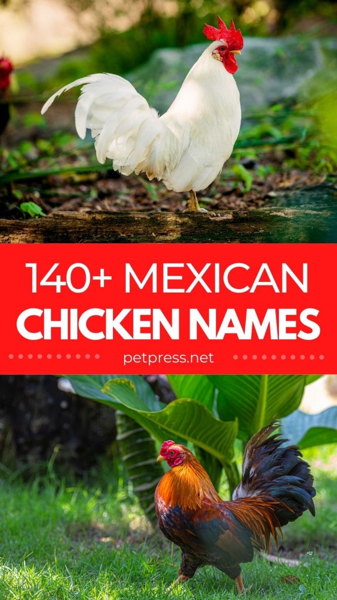 mexican chicken names
