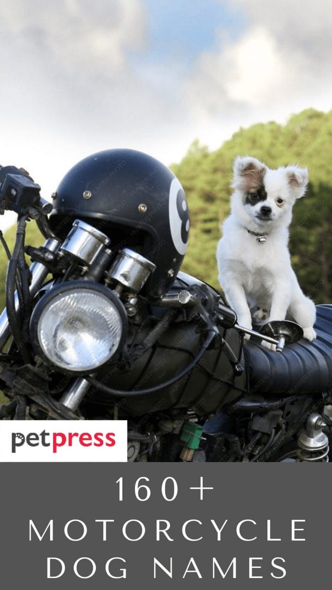 motorcycle-dog-names