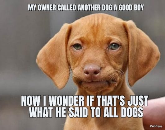 Top 10+ Confused Dog Memes That Are Funny And Hilarious