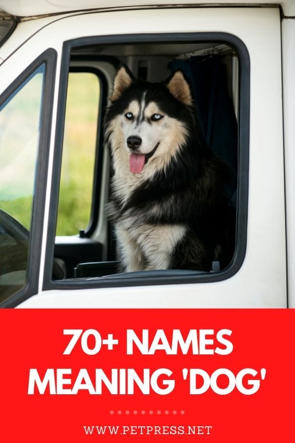 names meaning 'dog'
