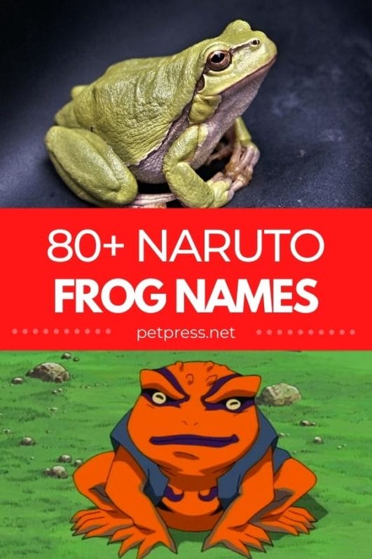 80+ Naruto-Inspired Names for Frogs and Frog Characters