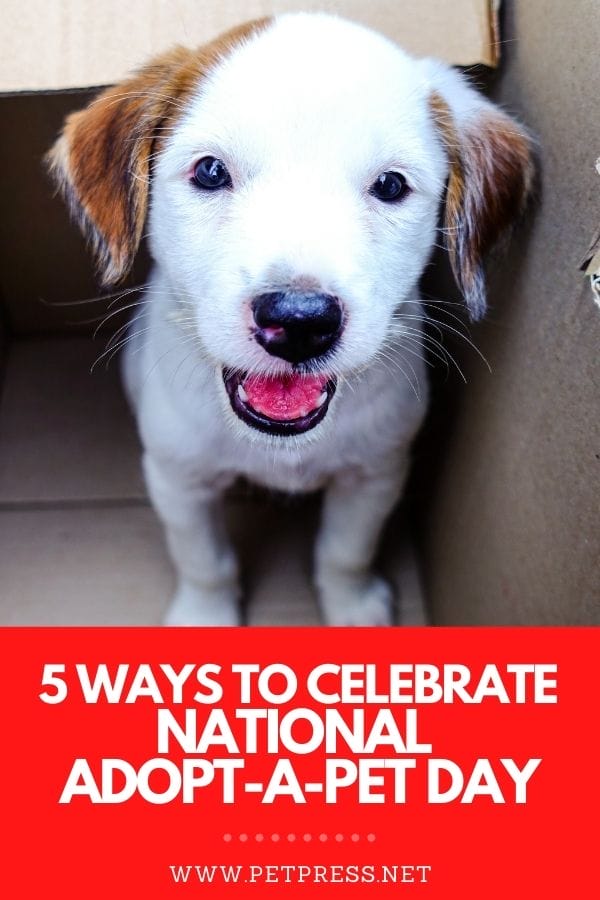 5 Ways to Celebrate National AdoptAShelterPet Day