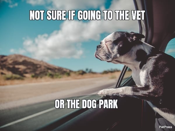 Top 10 Suspicious Dog Memes That Are Funny And Hilarious Top 10 Suspicious Dog Memes That Are Funny And Hilarious