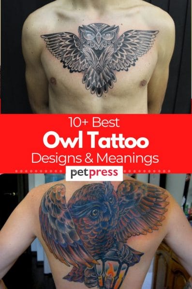 10+ Best Owl Tattoo Designs And Meanings To Inspire You Ink Your Body