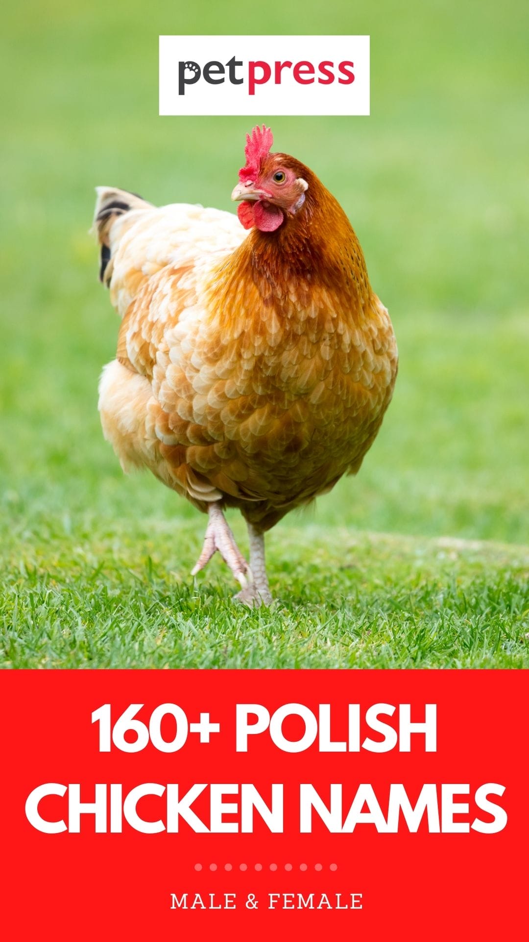 160+ Polish Names for a Chicken The Best Choices for Your Flock