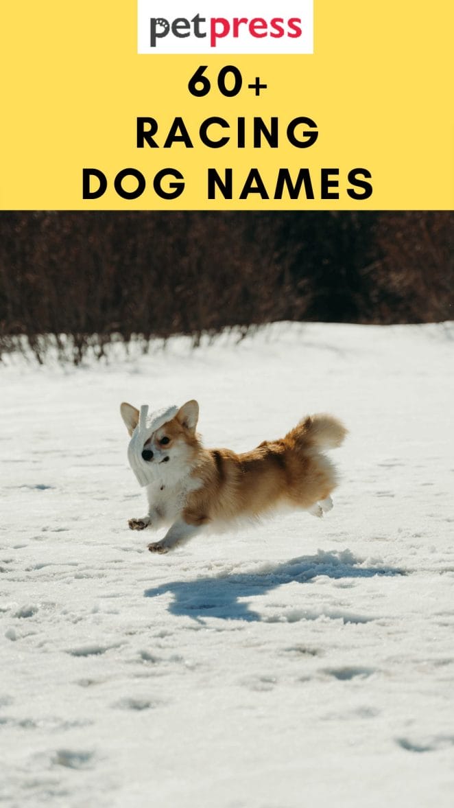 racing-dog-names
