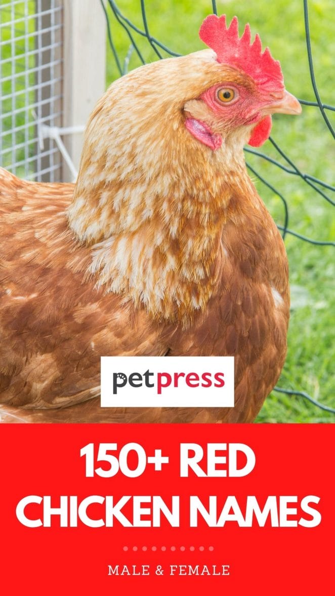 red chicken names
