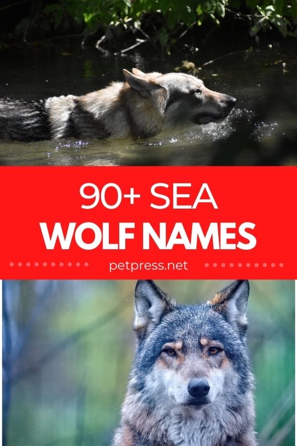 sea wolf names