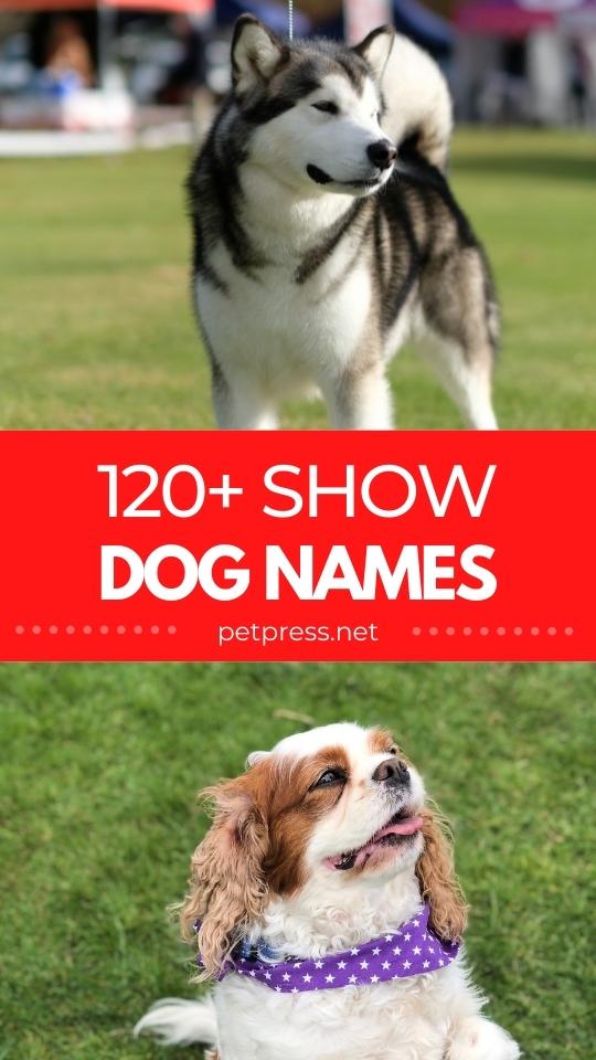 show dog names