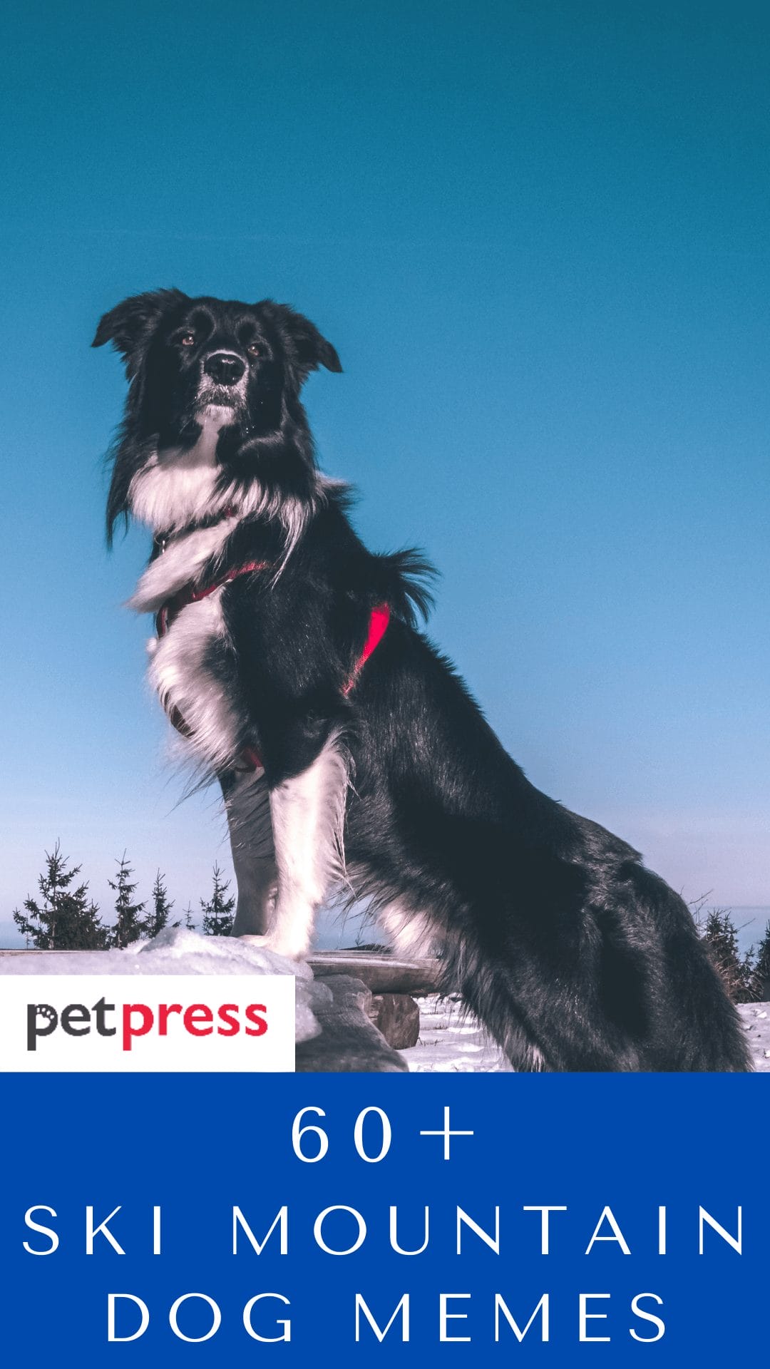 60-ski-mountain-inspired-dog-names-that-are-cute-for-your-pooch