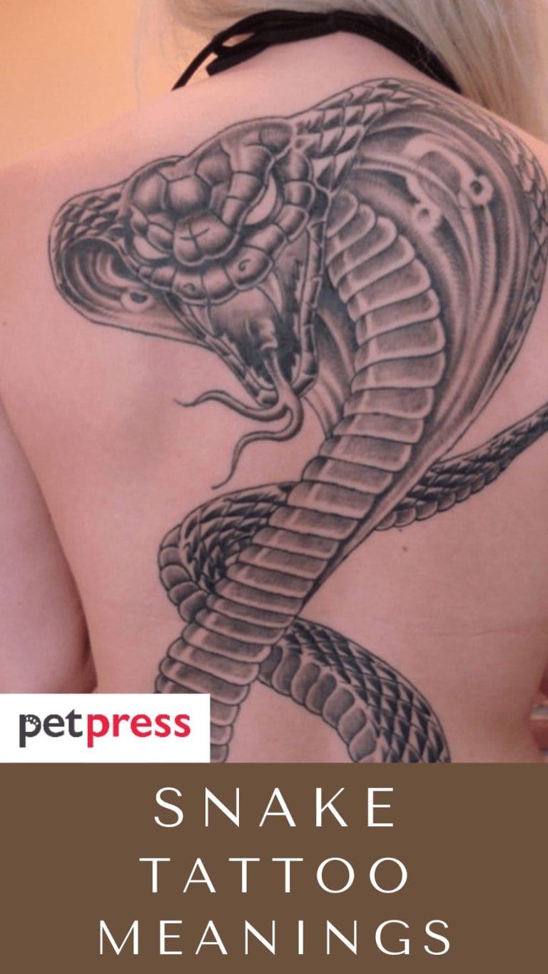 snake-tattoo-meanings-what-does-the-snake-symbolize-as-a-tattoo