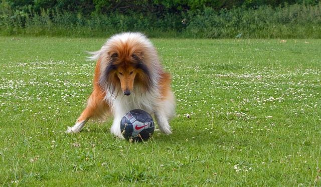 soccer-dog-names