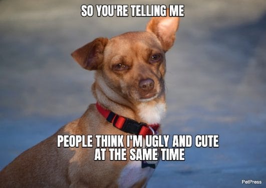 Top 10+ Confused Dog Memes That Are Funny And Hilarious