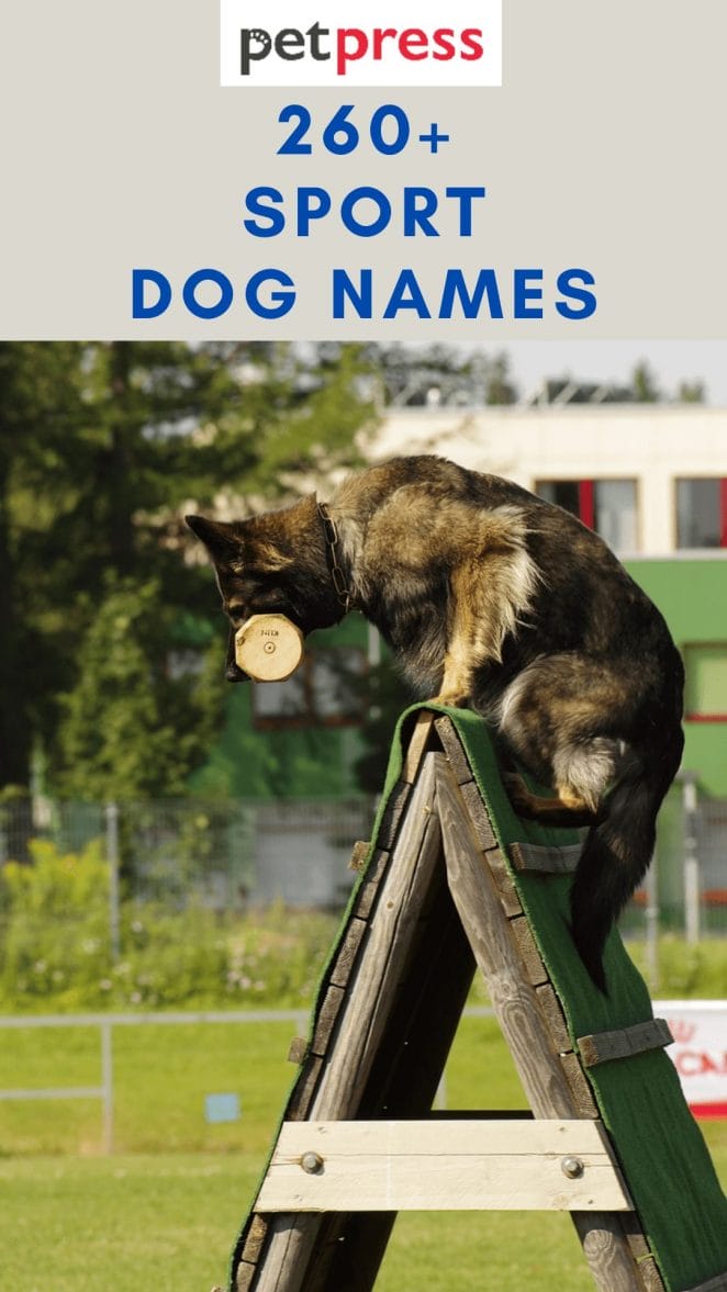 sport-dog-names
