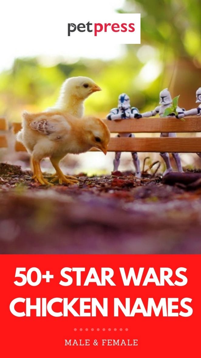 50+ Star Wars Chicken Names Give Your Flock a Galaxy Inspired Name