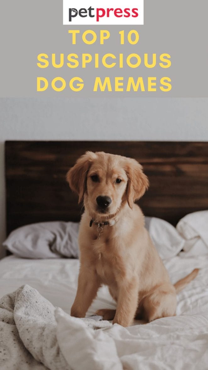 suspicious-dog-memes