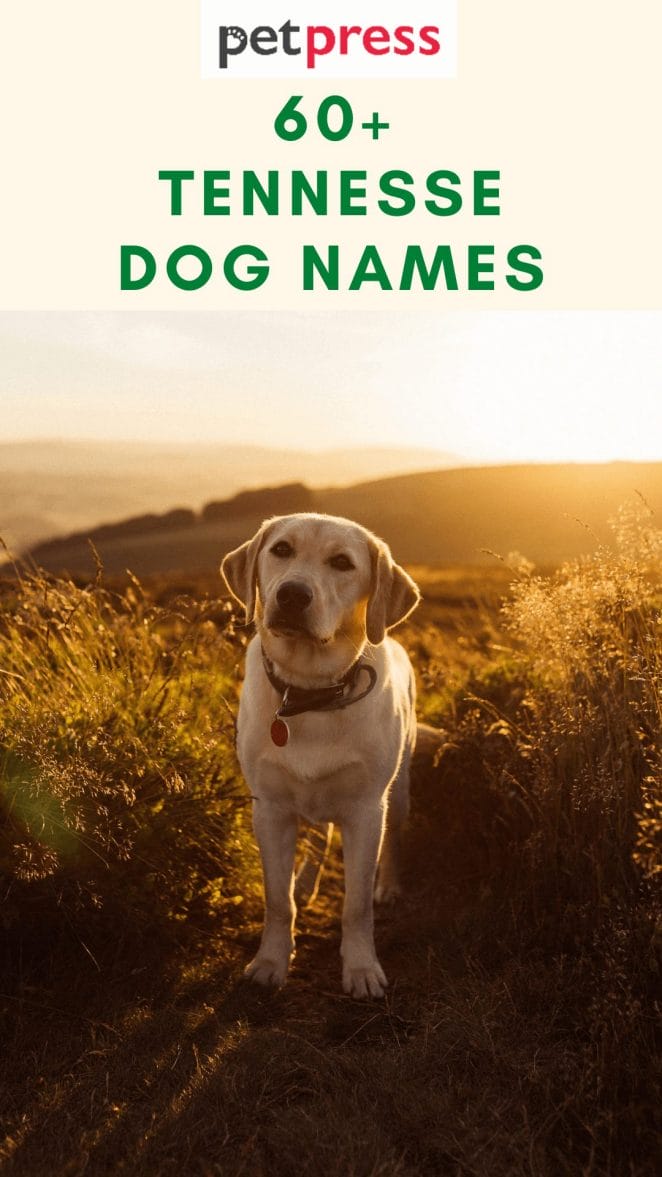 tennesse-dog-names