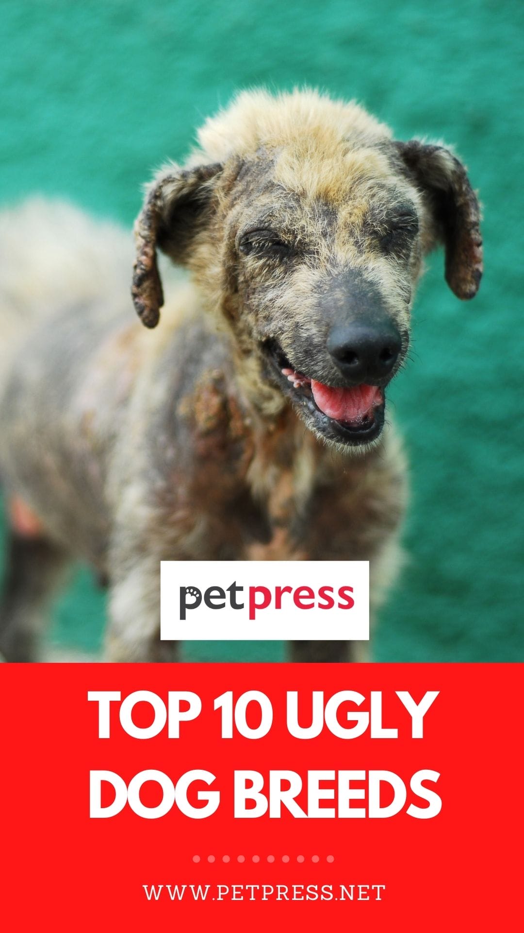 10 Ugliest Dog Breeds of All Time Ugly Dogs That Are Still Cute to Adopt