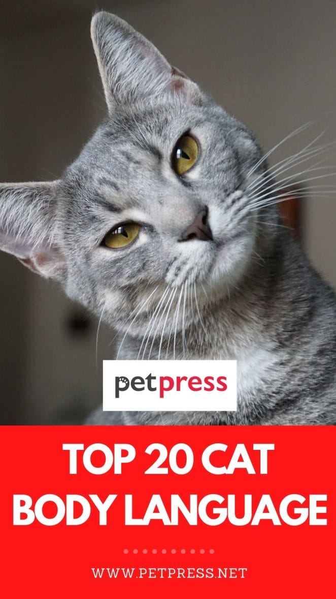 top 30 cat body language