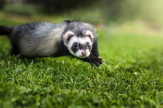 130+ Japanese Ferret Names - Unique Name Ideas To Name Your Ferrets