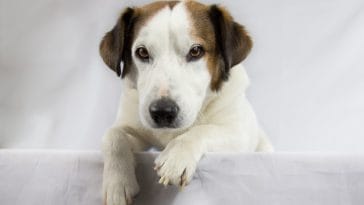 unisex-florida-dog-names