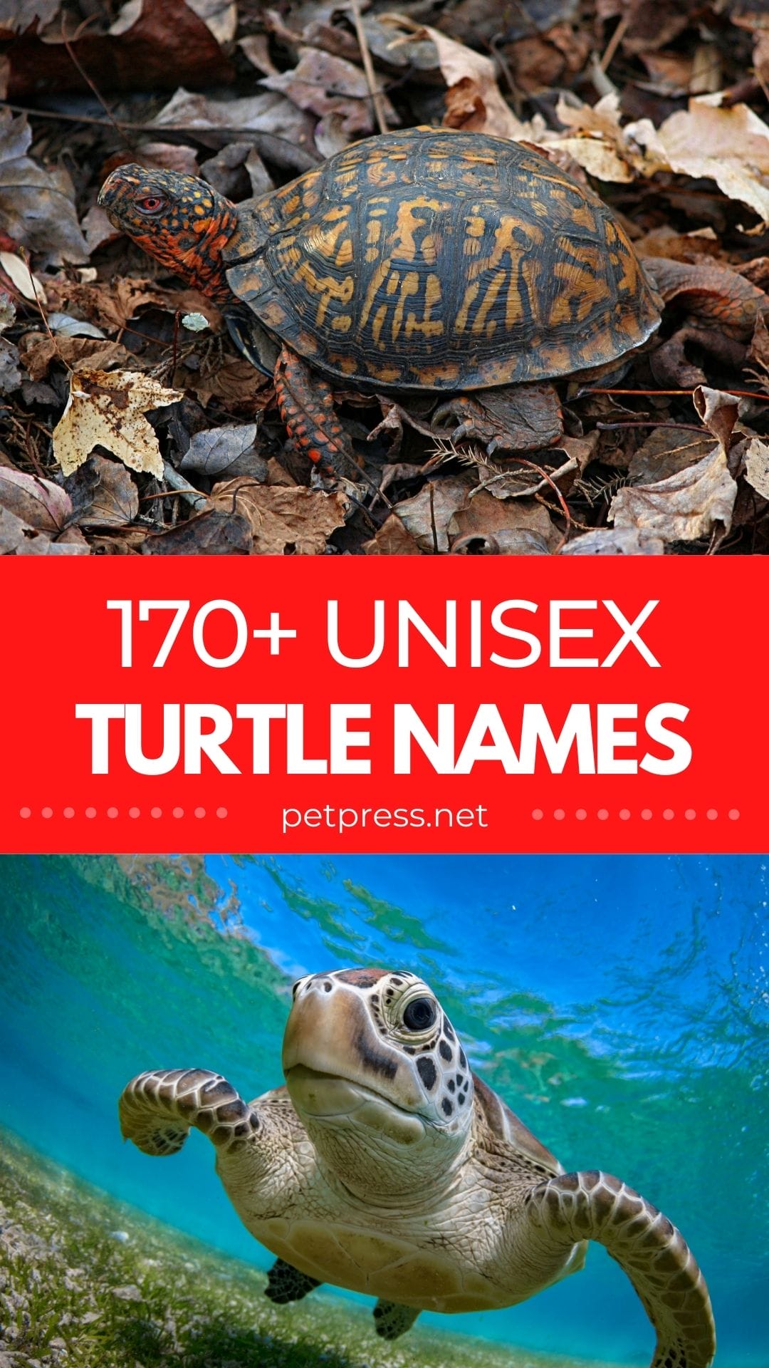 170+ Unisex Turtle Names Unisex Names for a Pet Turtle